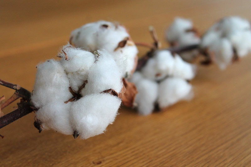 cotton-branch-1271038_960_720